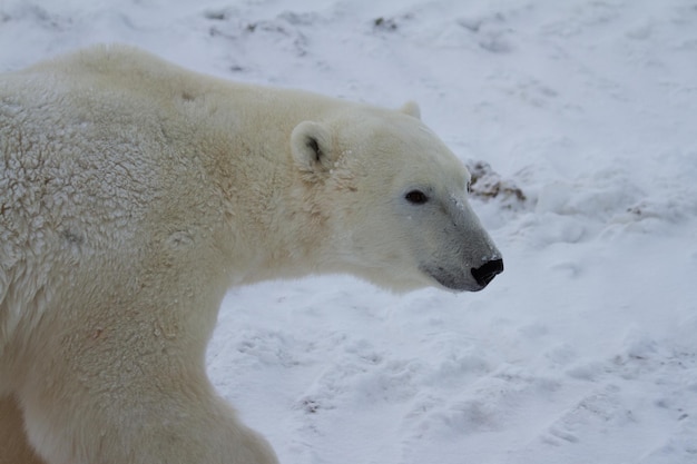 Nahaufnahme eines Eisbären oder Ursus Maritimus, der an einem sonnigen Tag auf Schnee geht, in der Nähe von Churchill, Manitoba