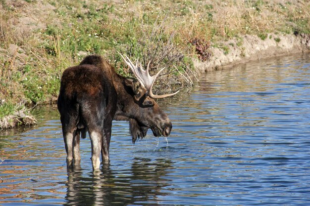 Nahaufnahme eines Elches, der im Wasser steht