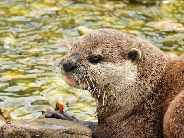 Foto nahaufnahme eines elefanten im see.