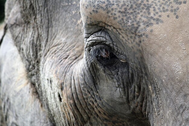 Foto nahaufnahme eines elefanten