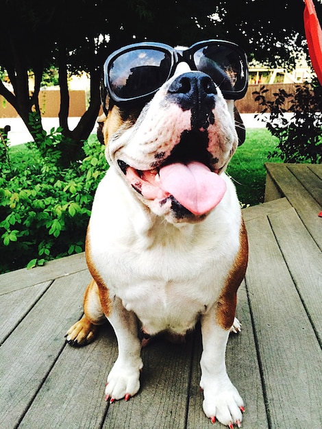 Nahaufnahme eines englischen Bulldogs mit Sonnenbrille auf einem Holzboden.