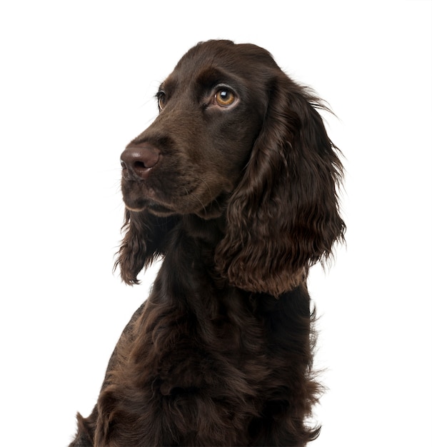 Nahaufnahme eines englischen Cocker Spaniel Welpen