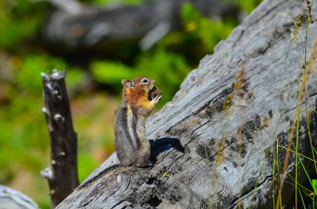 Nahaufnahme eines entzückenden Eichhörnchens auf einem Baum