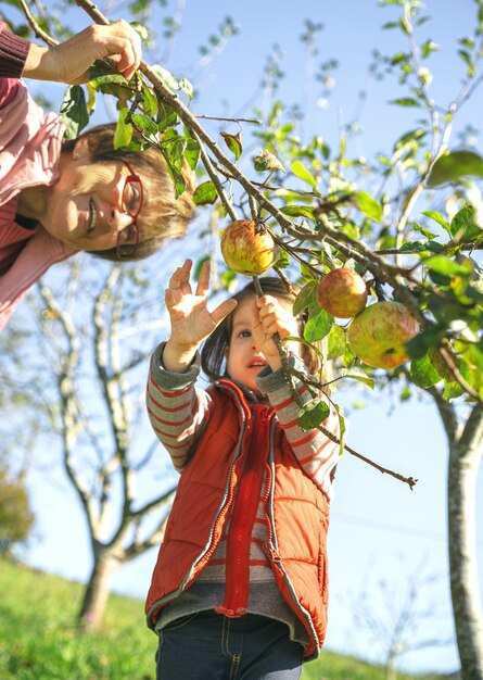 Nahaufnahme eines entzückenden kleinen Mädchens, das mit einer älteren Frau an einem sonnigen Herbsttag frische Bio-Äpfel vom Baum pflückt. Freizeitkonzept für Großeltern und Enkel.