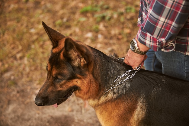 Nahaufnahme eines entzückenden Schäferhundes, der von seinem Meister an der Leine gehalten wird