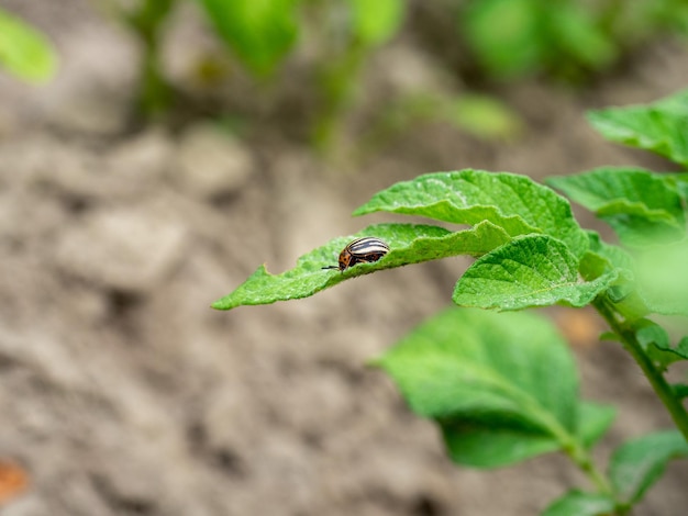 Nahaufnahme eines erwachsenen Kartoffelkäfers auf Kartoffelblättern. Insekten, Parasiten, Schädlinge der Landwirtschaft