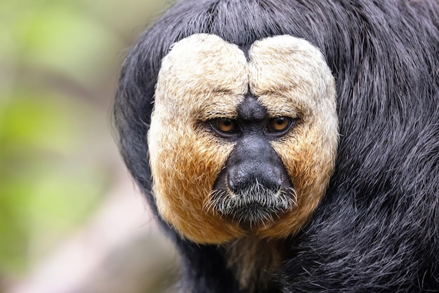 Nahaufnahme eines erwachsenen männlichen Saki mit weißem Gesicht, der im Amazonas-Regenwald und im südamerikanischen Laubhintergrund beheimatet ist, mit Platz für Text