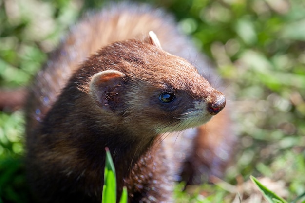 Nahaufnahme eines europäischen Iltis (Mustela Putorius)