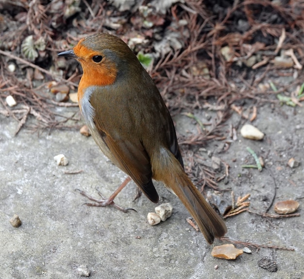 Nahaufnahme eines europäischen Rotkehlchenvogels