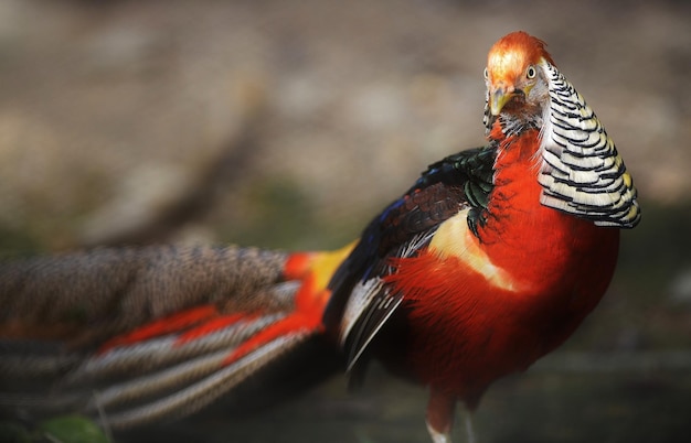 Nahaufnahme eines exotischen Vogels