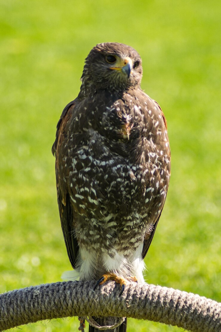 Foto nahaufnahme eines falken, der auf dem feld sitzt