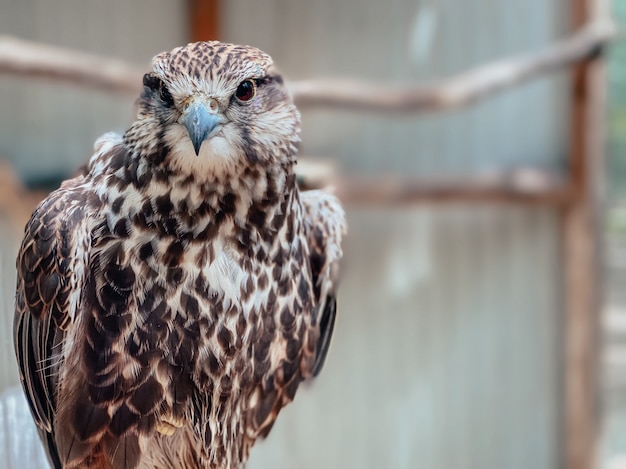 Nahaufnahme eines Falken im Zoo. Fotografie von Vögeln.