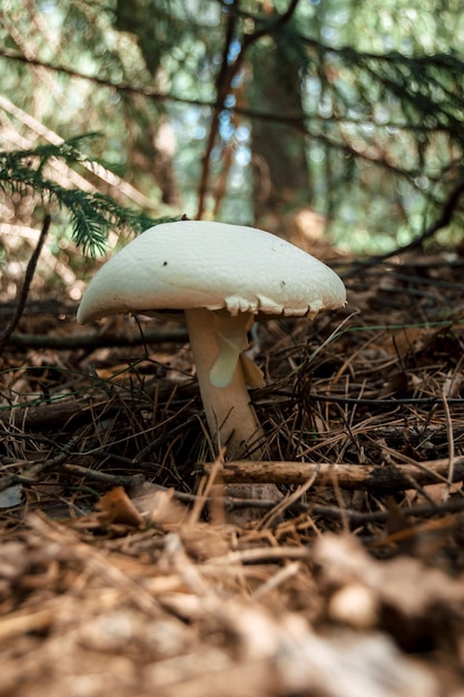 Nahaufnahme eines falschen Regenschirmpilzes Chlorophyllum Molybdite oder Lepiota mit grünen Sporen im Wald weicher Fokus mystischer Pilz für Hexenesoterik