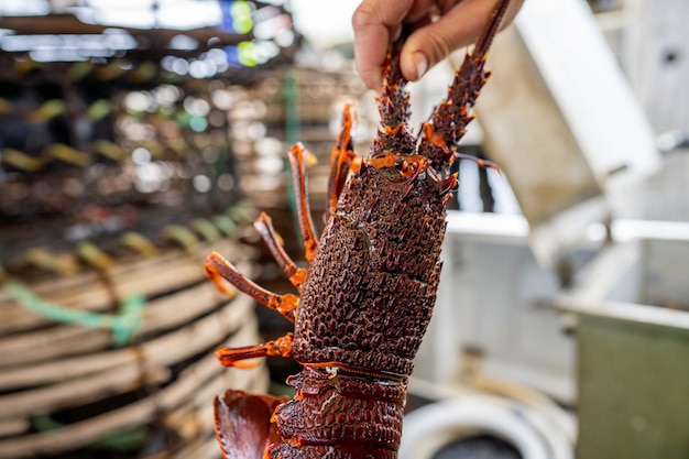 Nahaufnahme eines fangenden Hummers in Amerika, Hummerkrebse in Tasmanien, Australien, bereit für das chinesische Neujahr