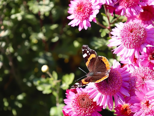 Nahaufnahme eines farbenfrohen Schmetterlings auf rosa Chrysanthemenblumen