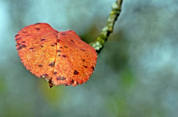 Nahaufnahme eines farbigen Herbstblattes im Park