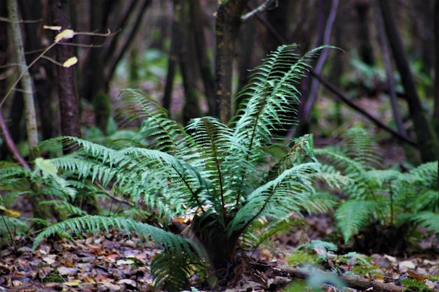 Nahaufnahme eines Farns, der im Wald wächst