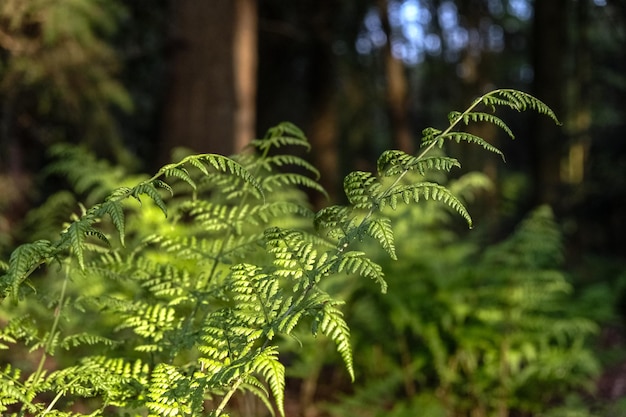 Nahaufnahme eines Farns im Wald