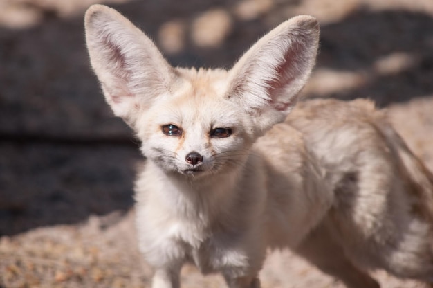 Nahaufnahme eines Fennec-Fuchses