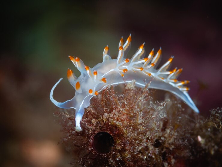 Nahaufnahme eines Flabellina babai