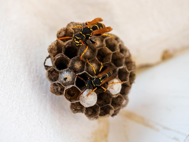 Nahaufnahme eines flachen Wespennestes mit Wespen und Larven