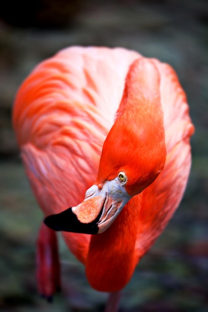 Foto nahaufnahme eines flamingos