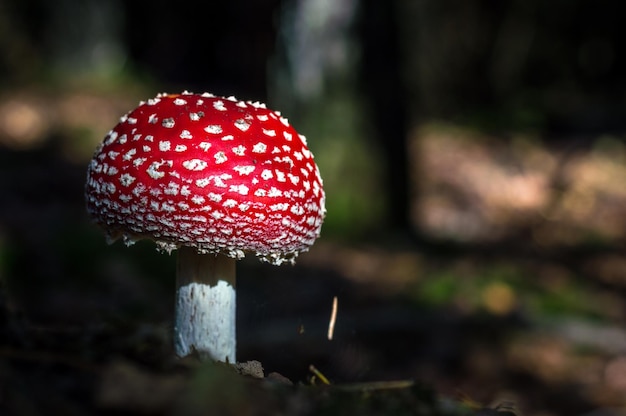 Nahaufnahme eines Fliegen-Agar-Pilzes auf dem Feld