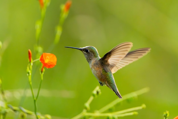 Nahaufnahme eines fliegenden Vogels vor verschwommenem Hintergrund