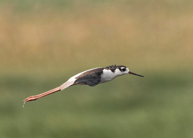 Foto nahaufnahme eines fliegenden vogels