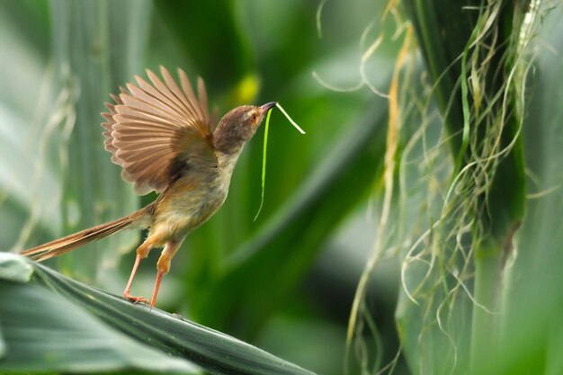 Foto nahaufnahme eines fliegenden vogels