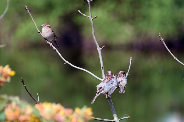 Foto nahaufnahme eines fliegenden vogels