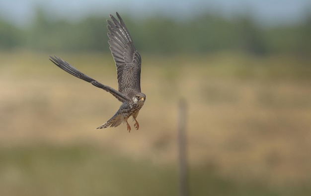 Foto nahaufnahme eines fliegenden vogels