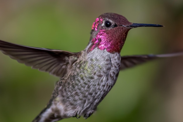 Foto nahaufnahme eines fliegenden vogels