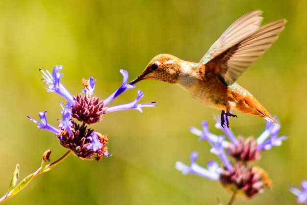 Nahaufnahme eines fliegenden Vogels