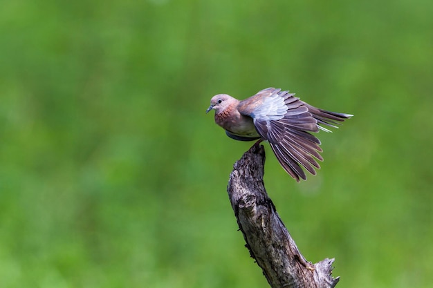 Nahaufnahme eines fliegenden Vogels