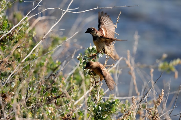 Nahaufnahme eines fliegenden Vogels