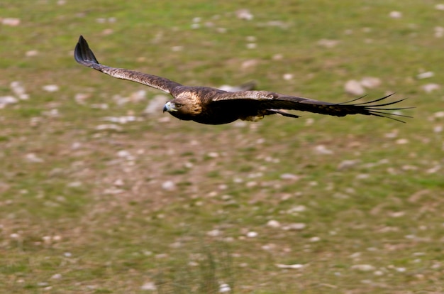 Foto nahaufnahme eines fliegenden vogels