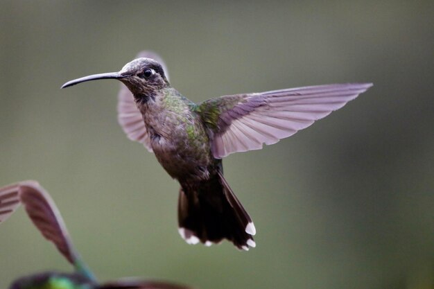 Nahaufnahme eines fliegenden Vogels