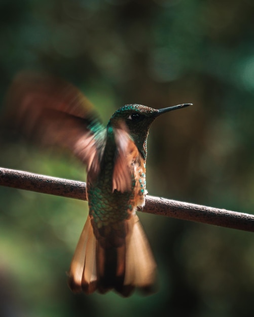 Foto nahaufnahme eines fliegenden vogels