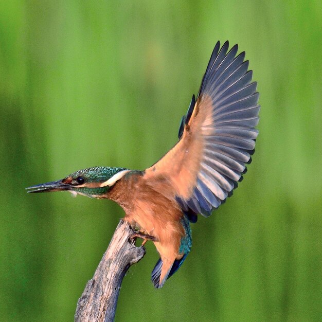 Foto nahaufnahme eines fliegenden vogels