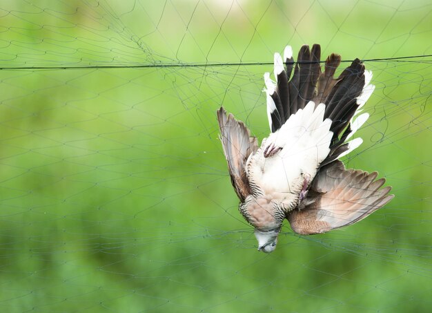 Foto nahaufnahme eines fliegenden vogels