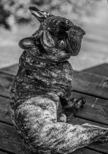 Foto nahaufnahme eines französischen bulldogs, der auf der promenade sitzt