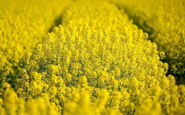 Foto nahaufnahme eines frischen gelben blumenfeldes