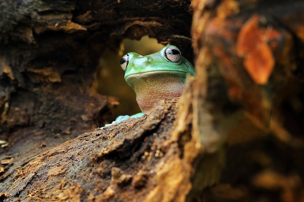 Nahaufnahme eines Frosches auf dem Baumstamm