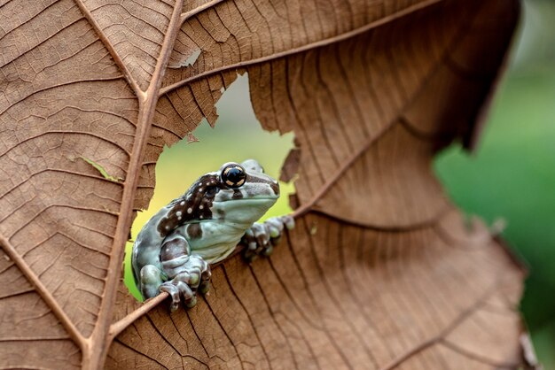 Nahaufnahme eines Frosches auf dem Blatt