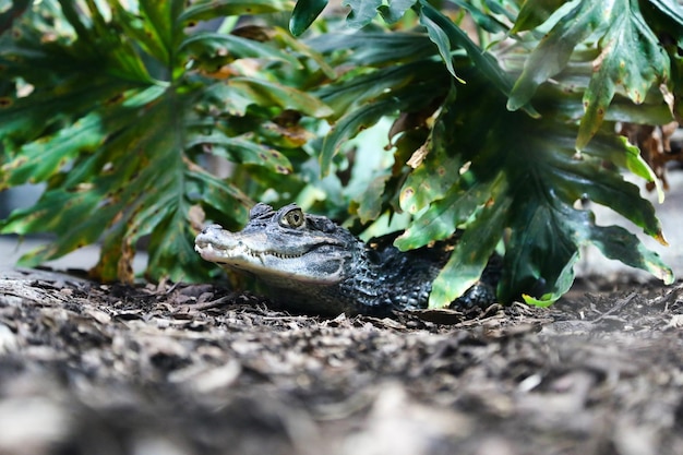 Foto nahaufnahme eines frosches auf dem feld