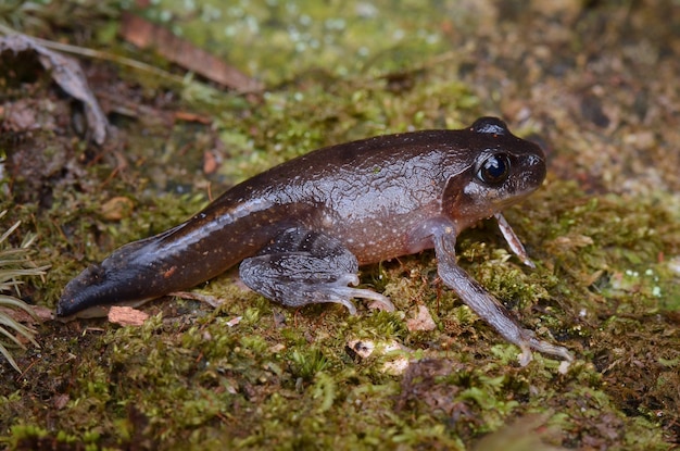 Nahaufnahme eines Frosches auf dem Feld