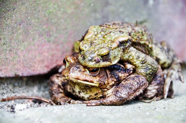 Foto nahaufnahme eines frosches auf dem feld