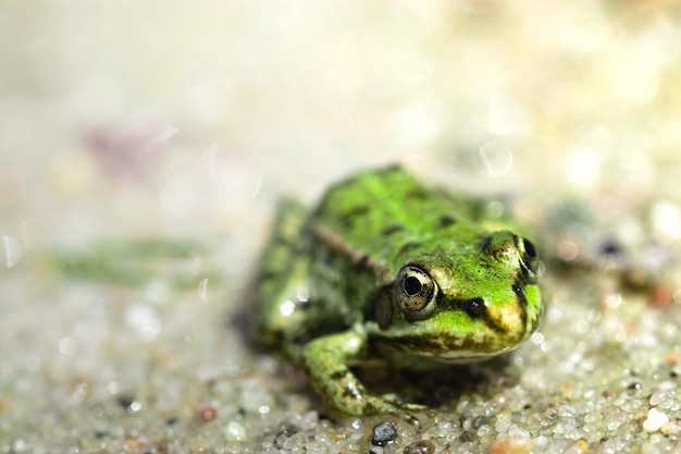 Nahaufnahme eines Frosches auf dem Sand