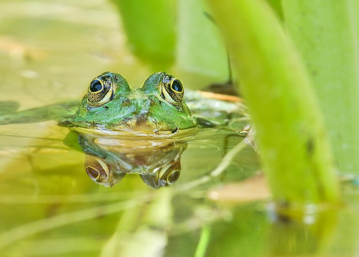 Foto nahaufnahme eines frosches auf einem blatt